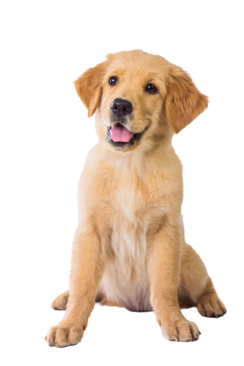 about clean promise dog